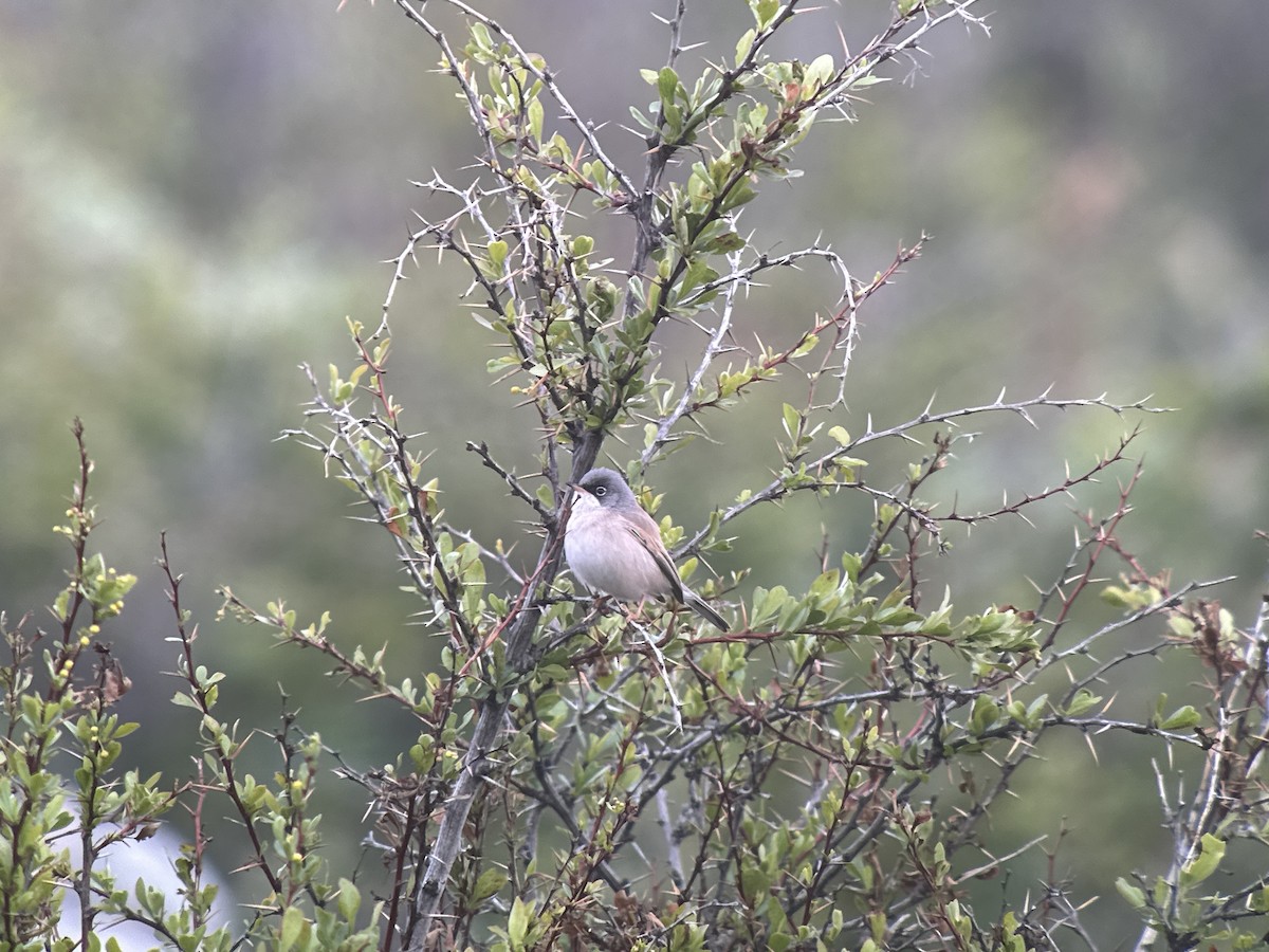 Spectacled Warbler - ML618966818