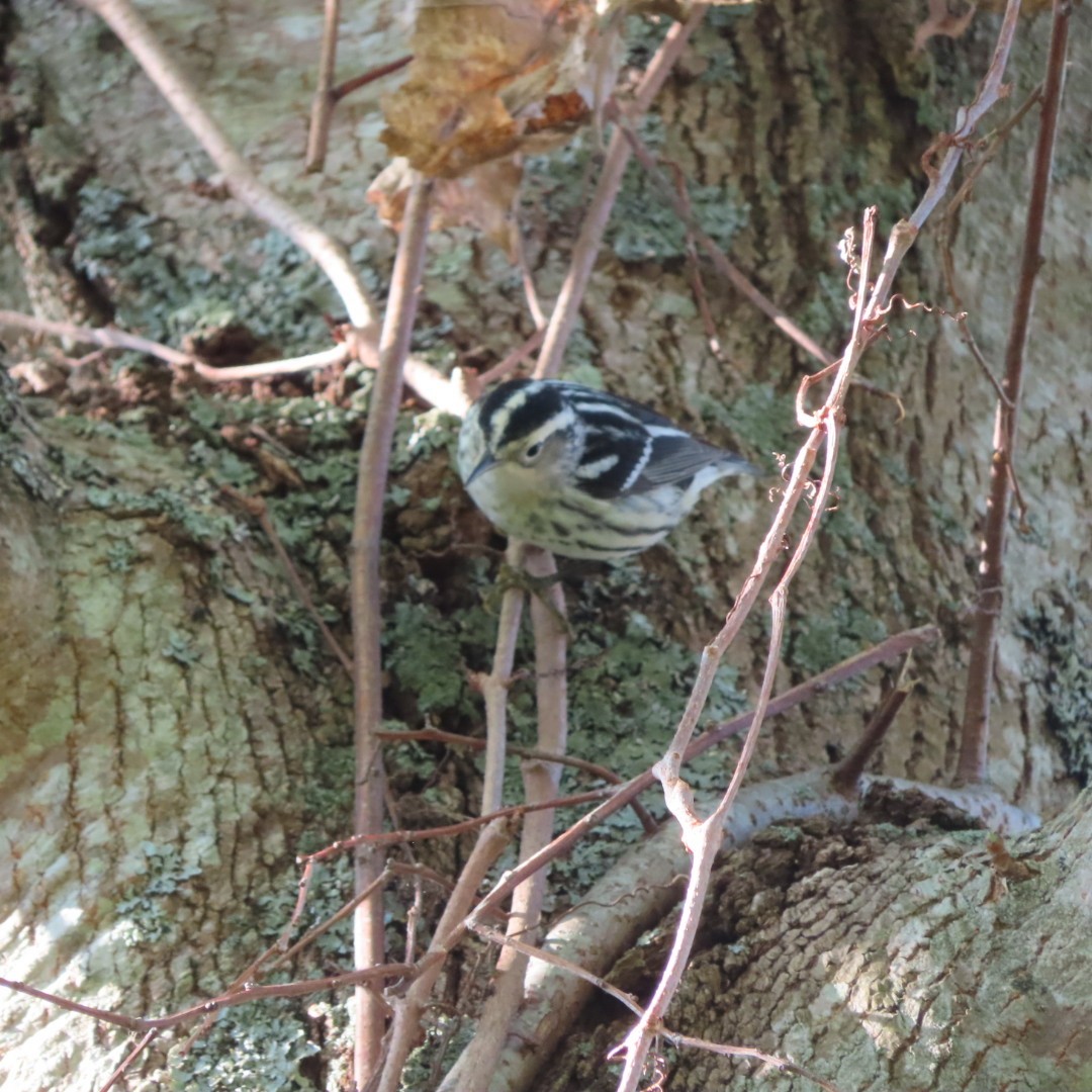 Black-and-white Warbler - ML618966819