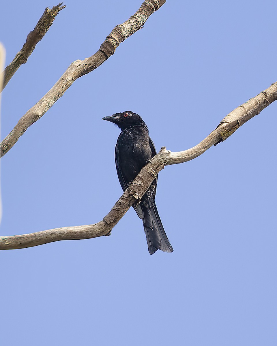 Crow-billed Drongo - ML618966839