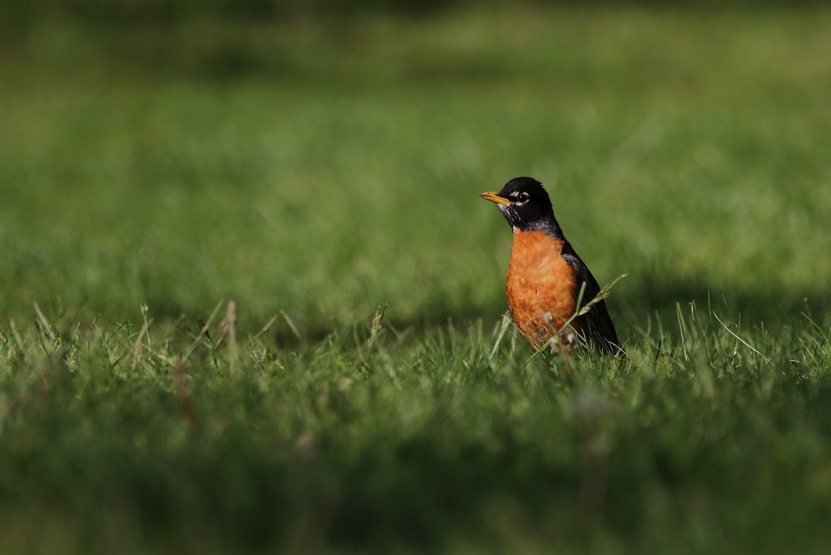 American Robin - Marie-Josee D'Amour