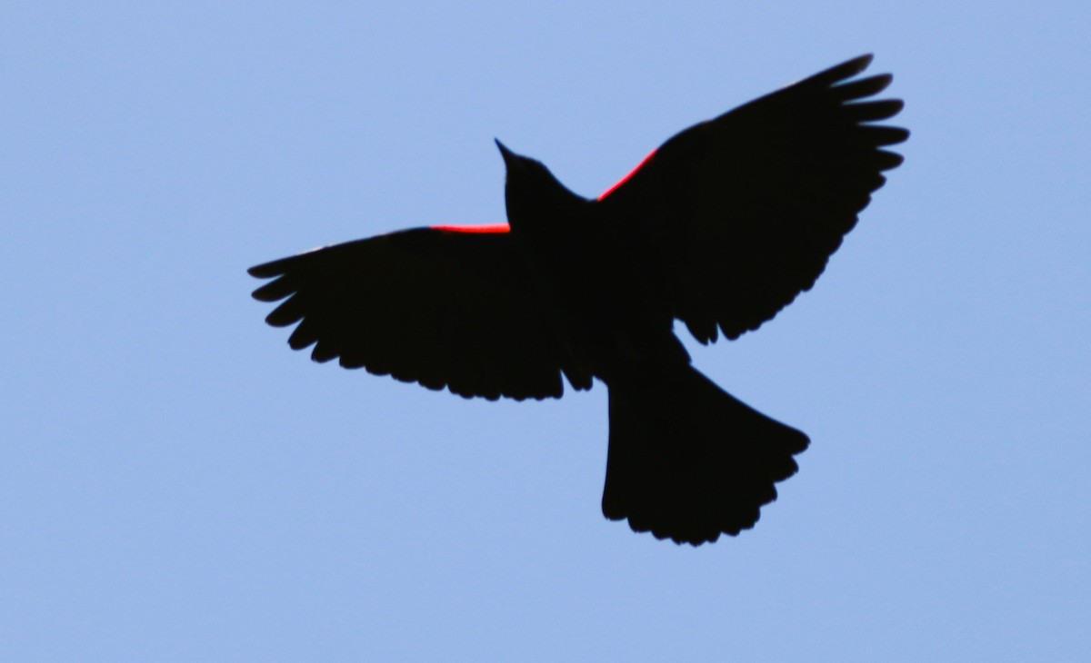 Red-winged Blackbird - ML618966863