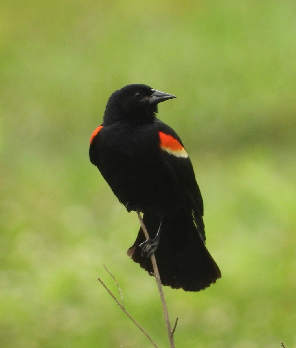 Red-winged Blackbird - ML618966869