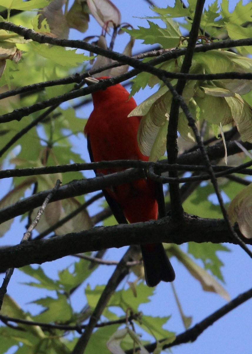 Scarlet Tanager - ML618966884