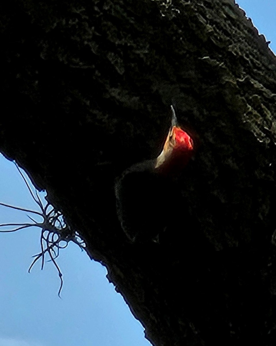 Red-bellied Woodpecker - Marjory Pitcher