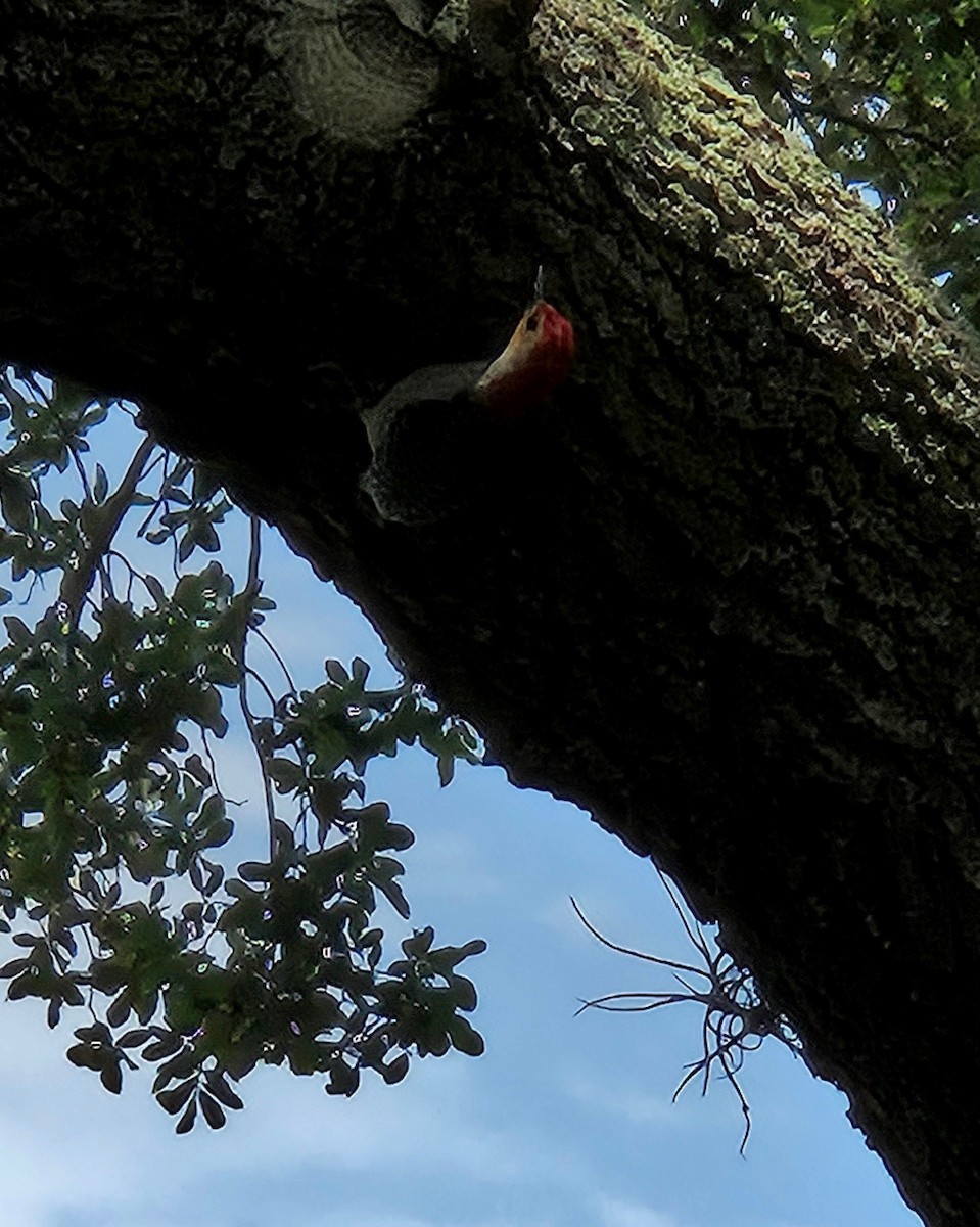 Red-bellied Woodpecker - ML618966894