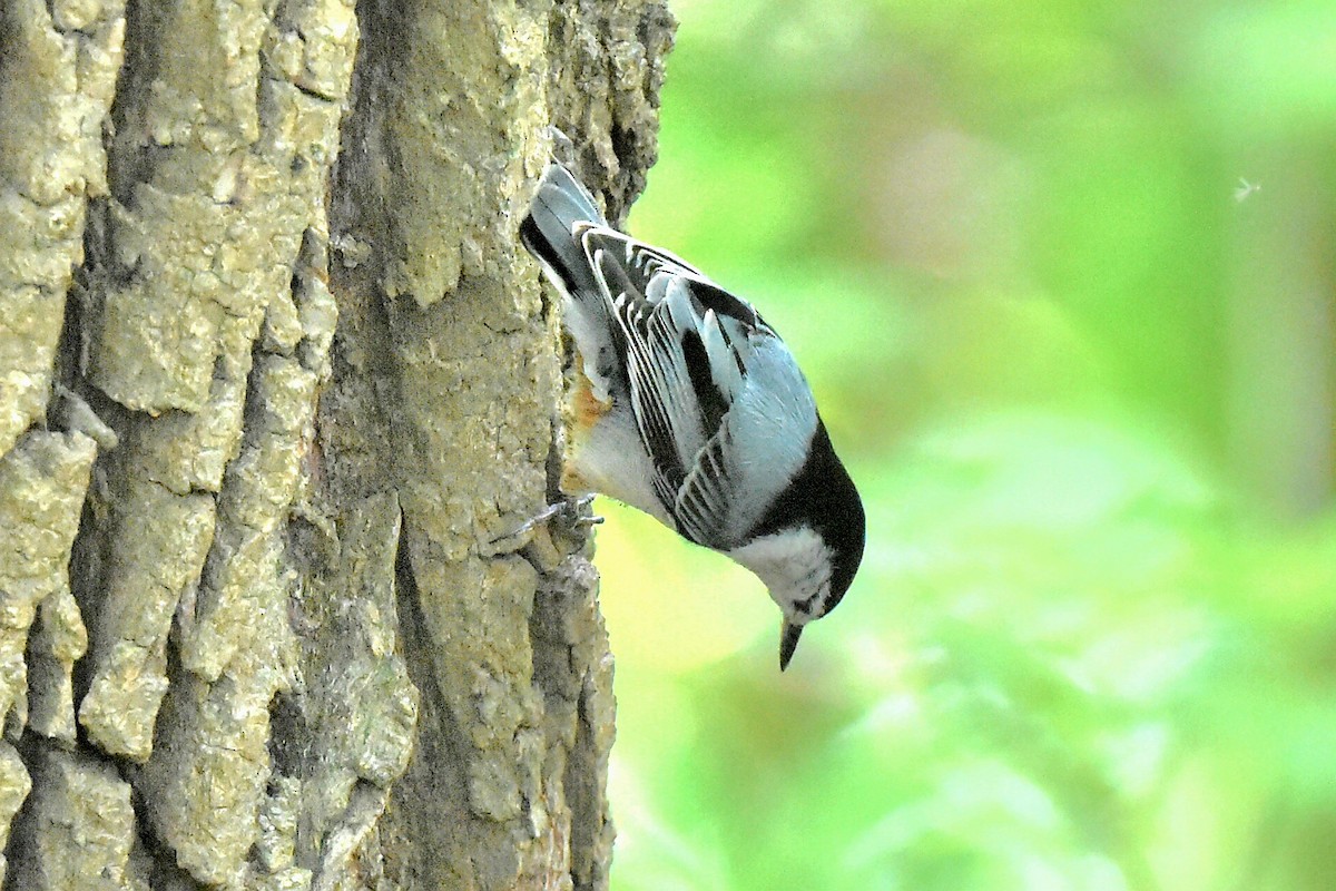 White-breasted Nuthatch - ML618966902