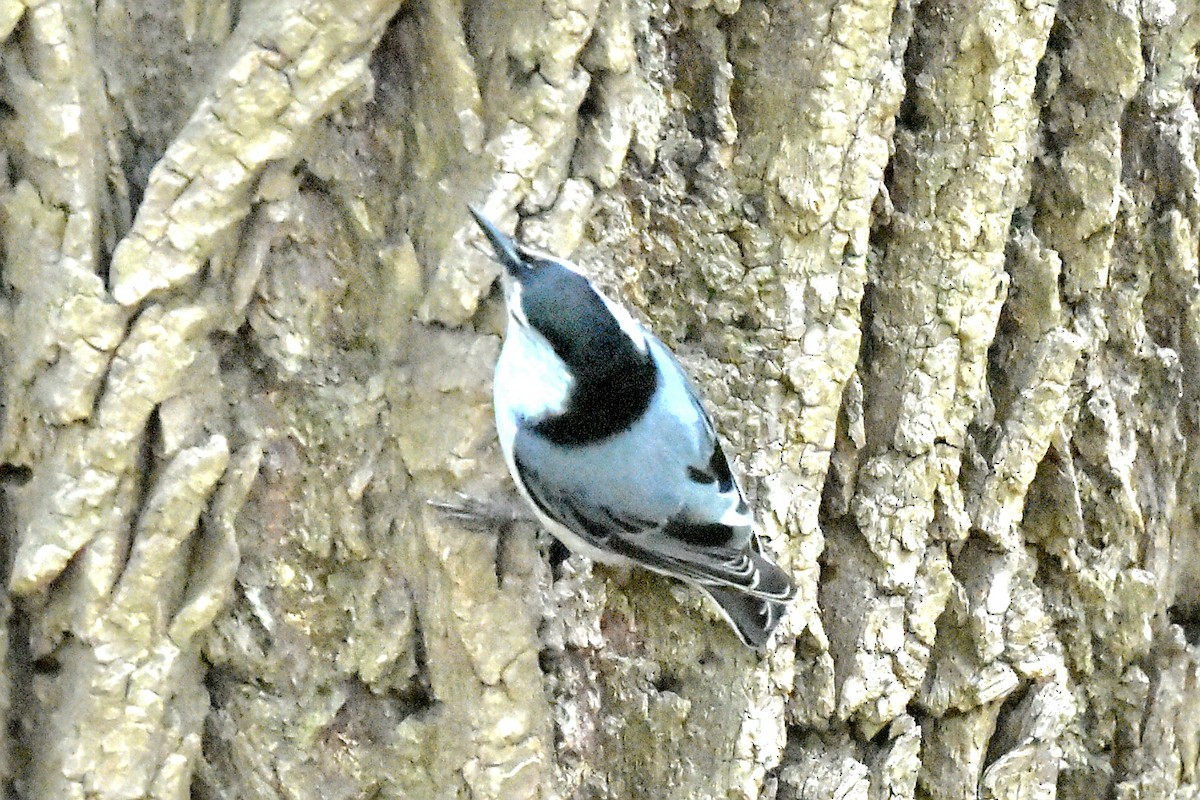 White-breasted Nuthatch - ML618966903