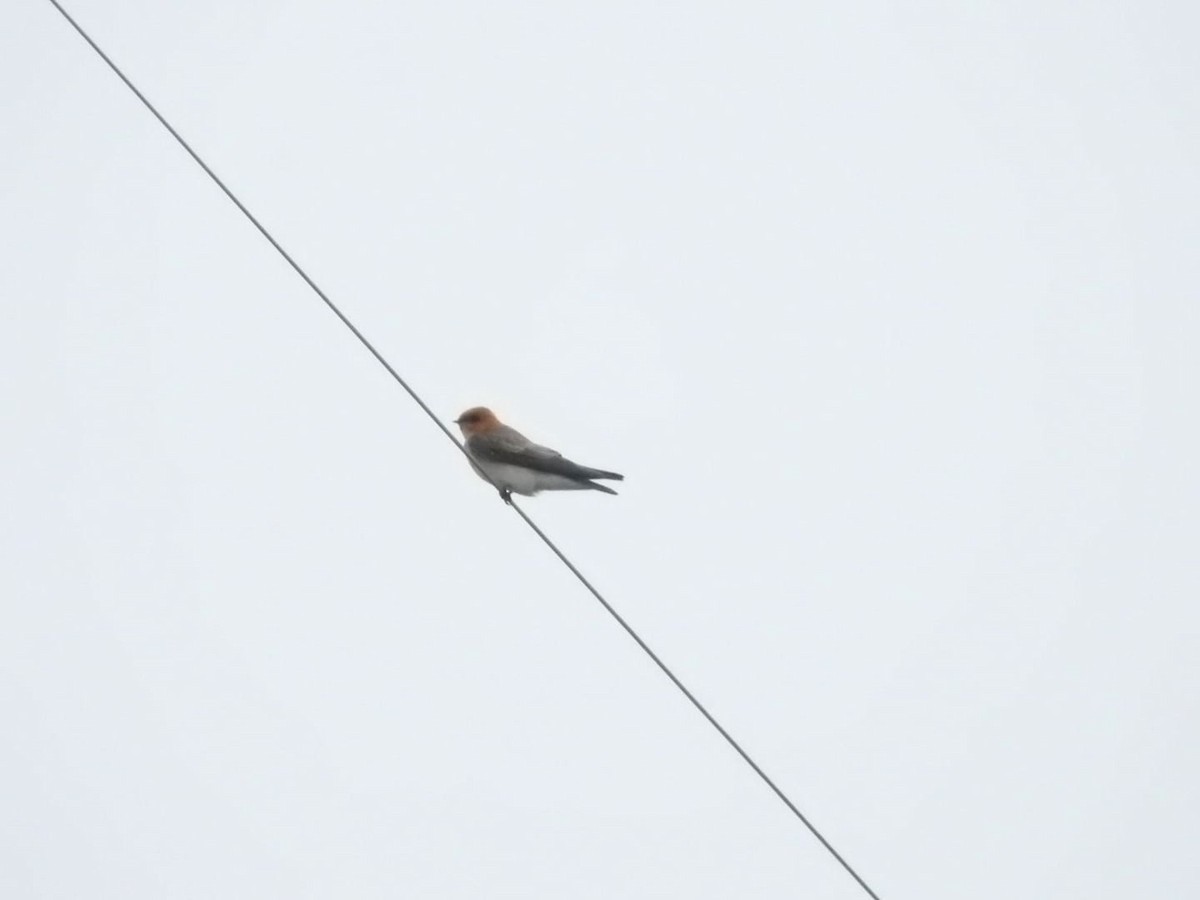Tawny-headed Swallow - ML618966917