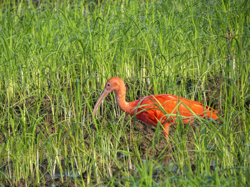 ibis rudý - ML618966929
