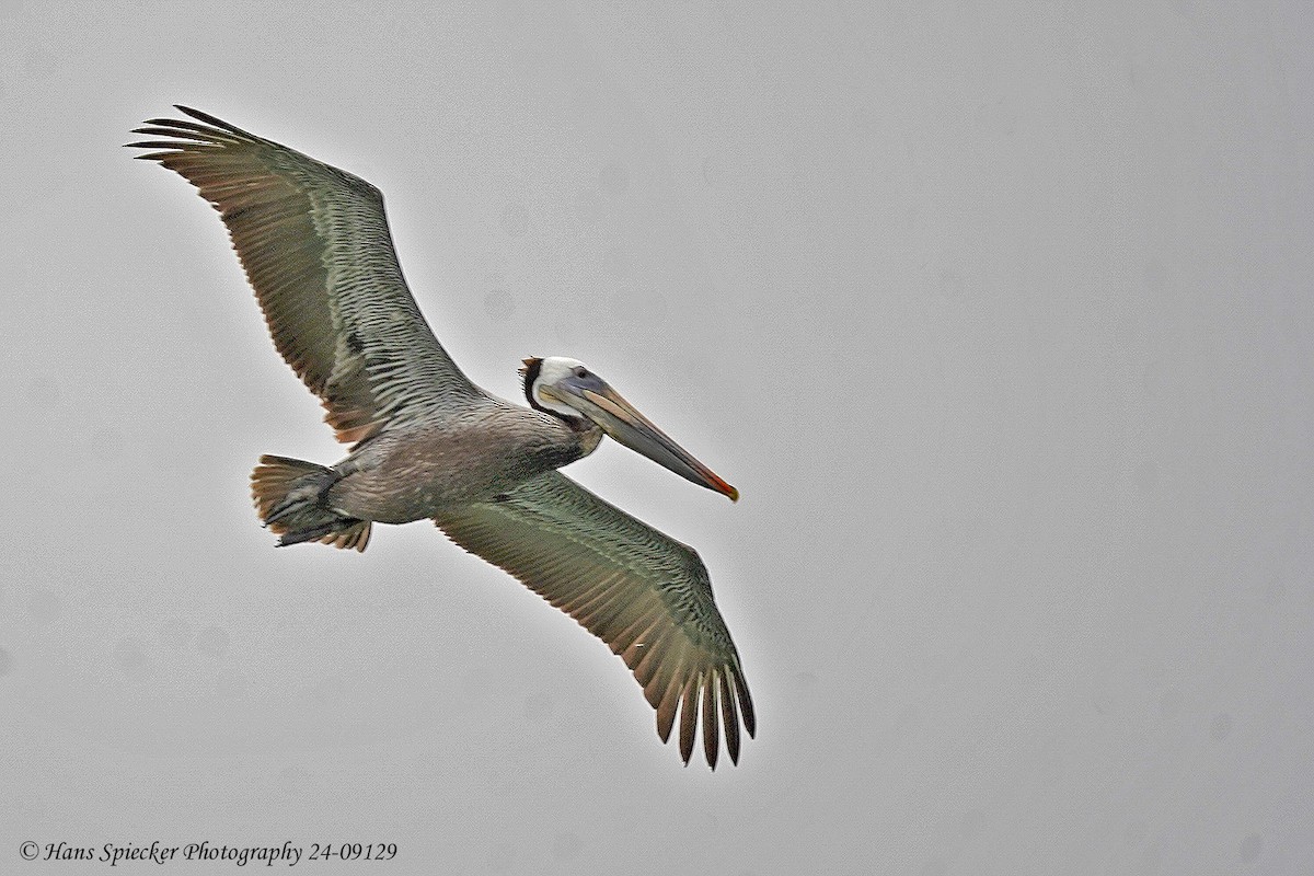 pelikán hnědý - ML618966971