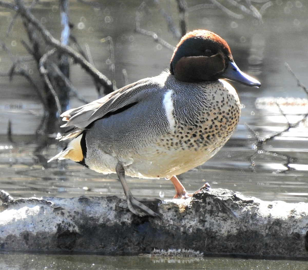 Green-winged Teal - Jayme Gale