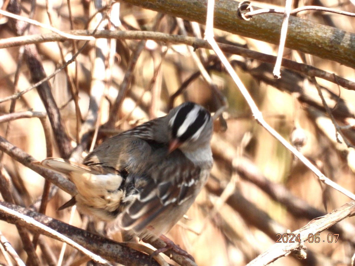 White-crowned Sparrow - ML618967074