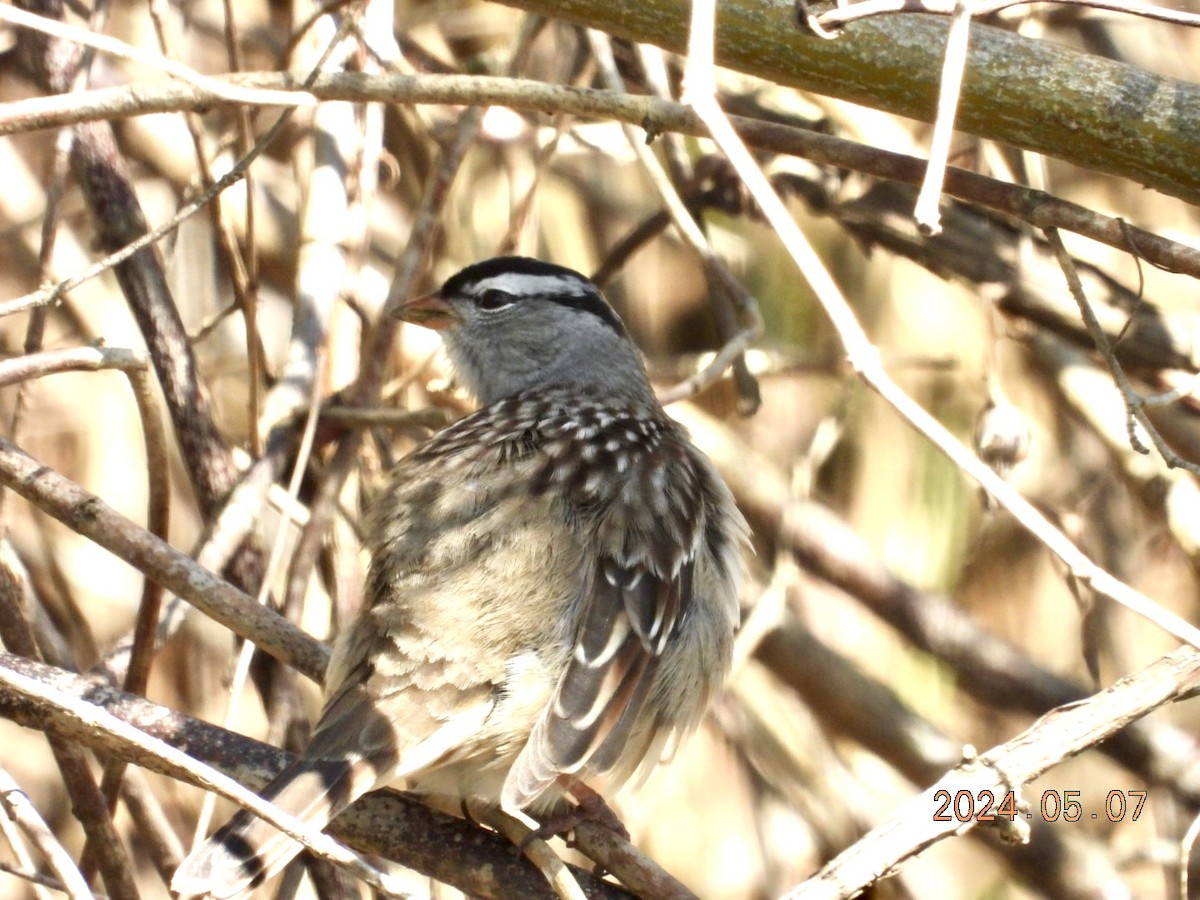White-crowned Sparrow - ML618967075