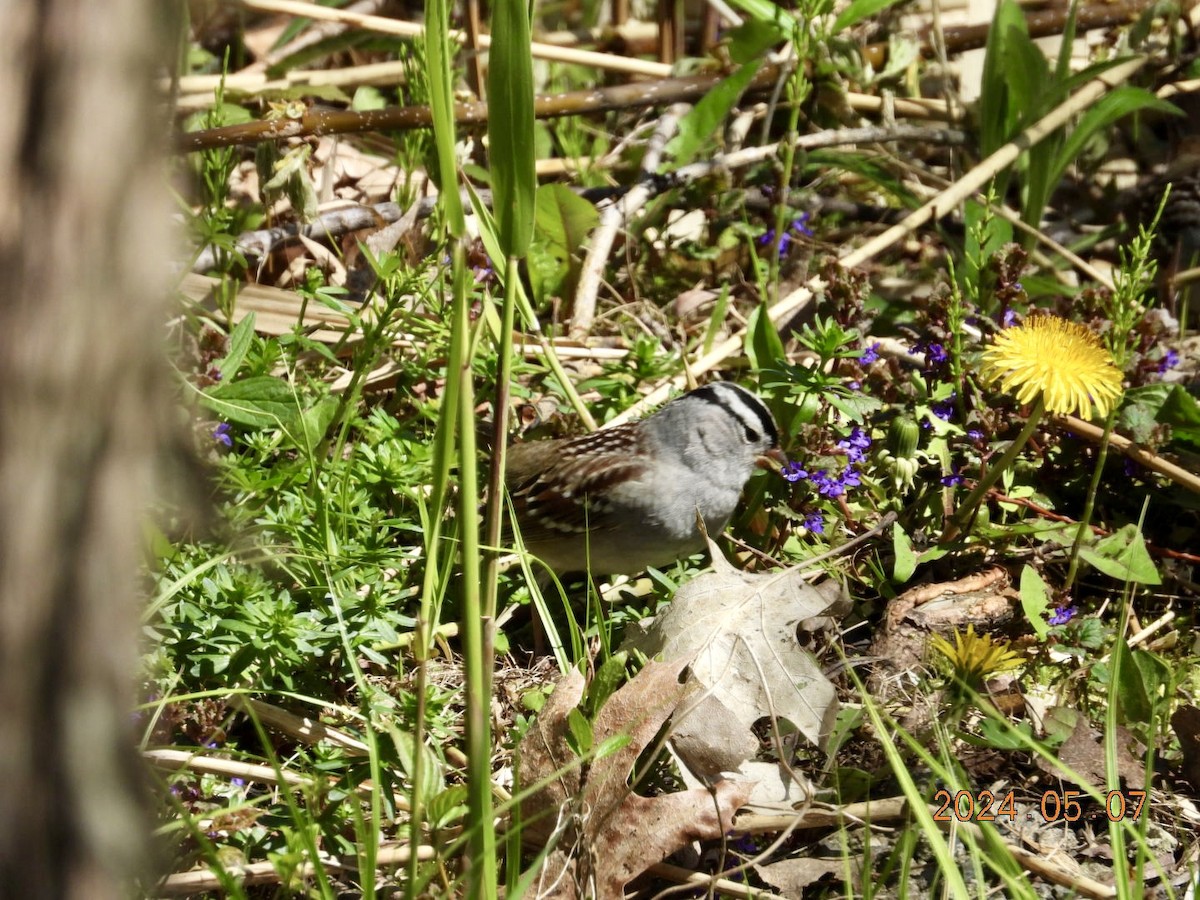 White-crowned Sparrow - ML618967077