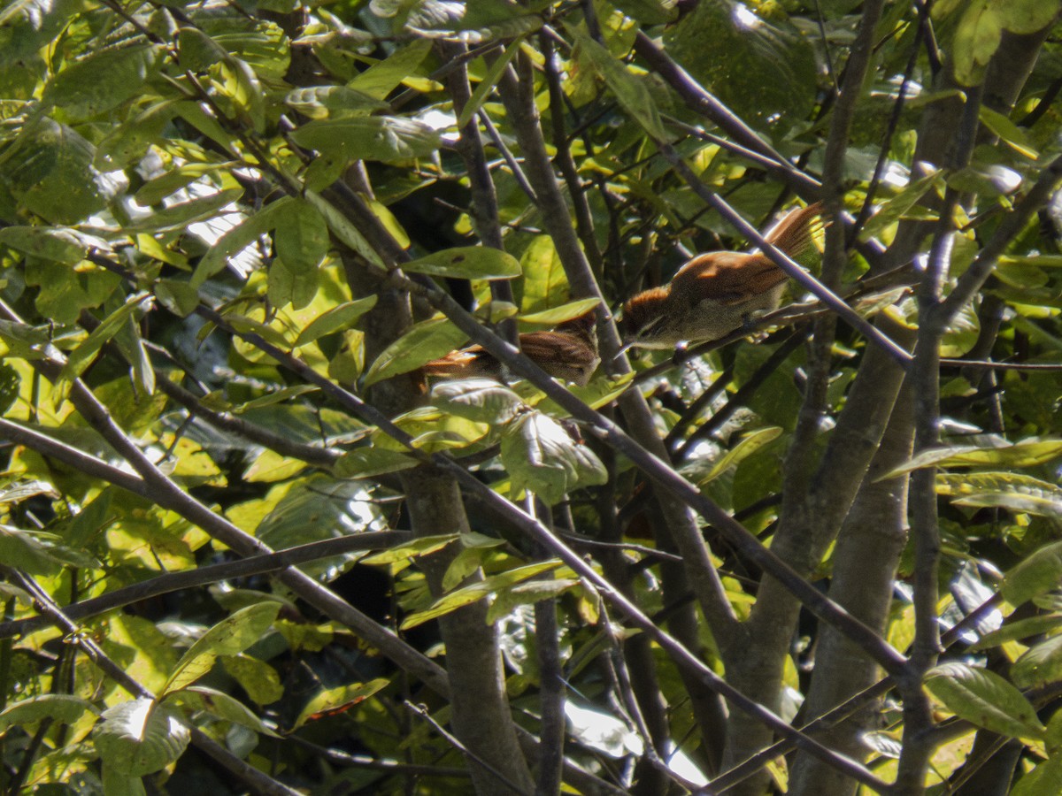 Rusty-backed Spinetail - ML618967141