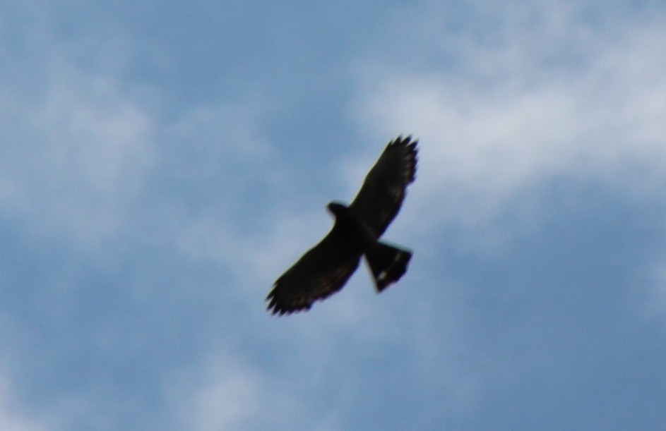 Broad-winged Hawk - Dayron Breto