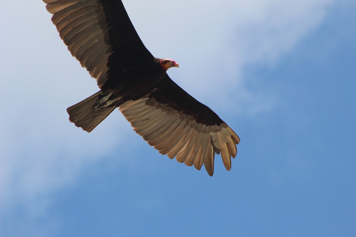 Lesser Yellow-headed Vulture - Roberto Patiño Ramirez