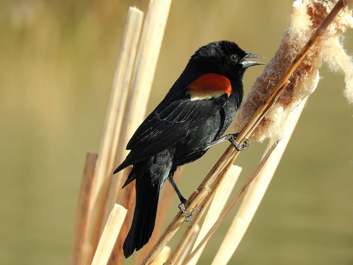 Red-winged Blackbird - Jayme Gale