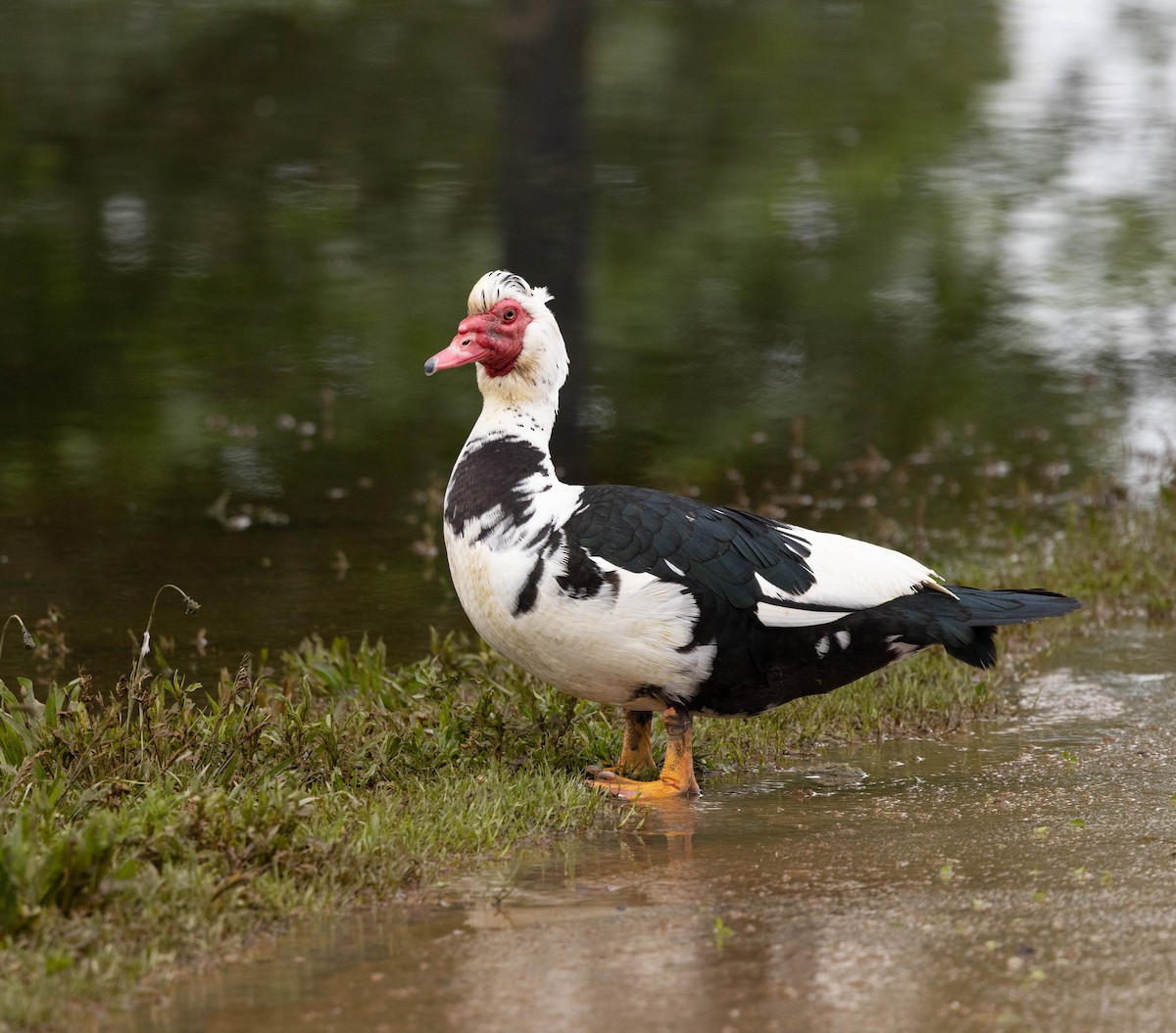 Muscovy Duck (Domestic type) - ML618967183