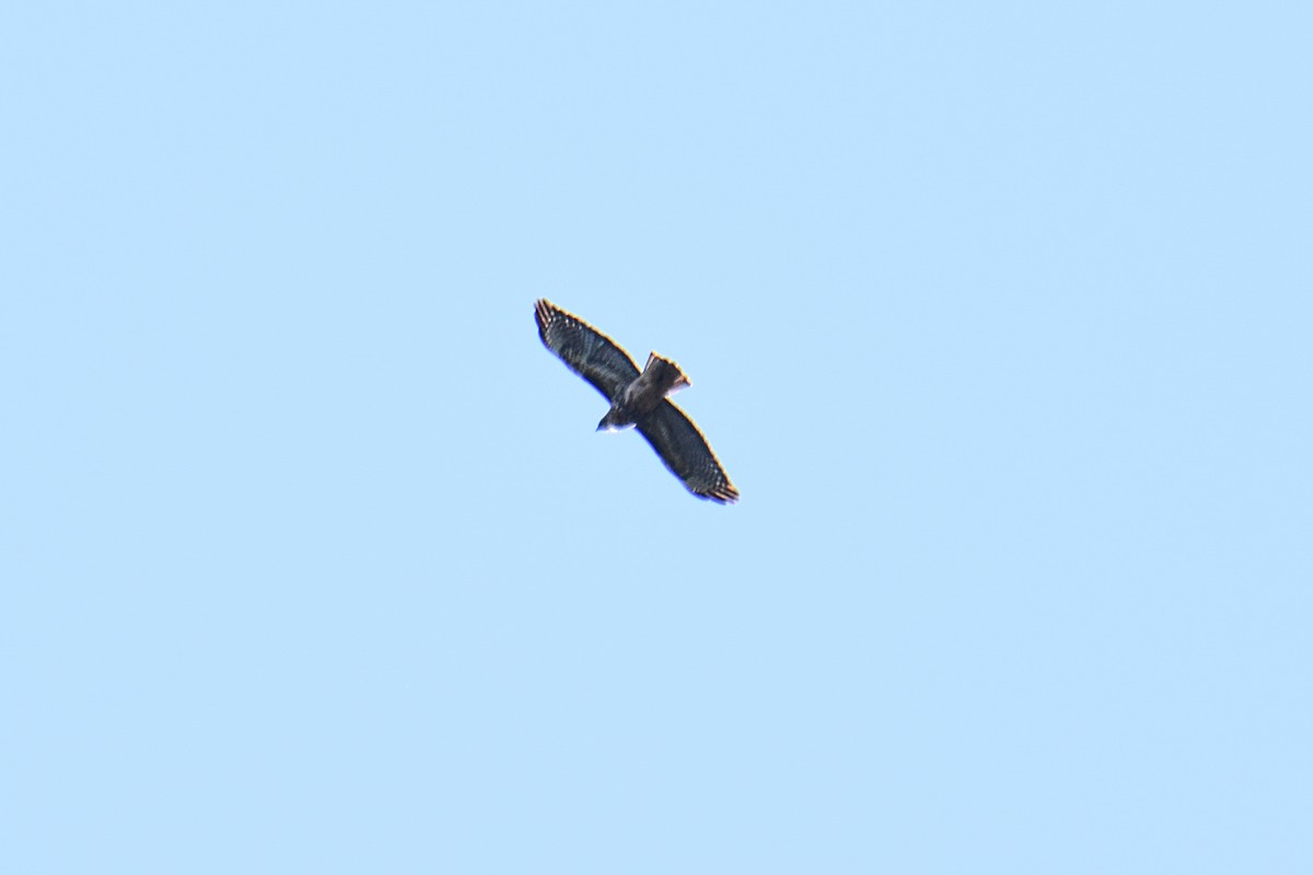 Rufous-tailed Hawk - ML618967186
