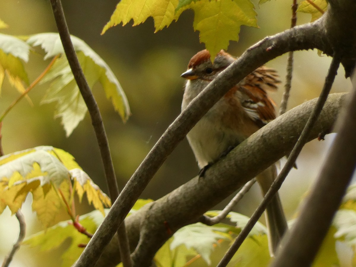 American Tree Sparrow - ML618967192
