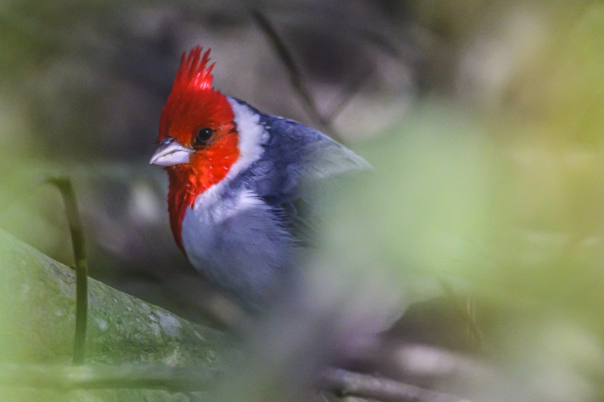 Red-crested Cardinal - ML618967230