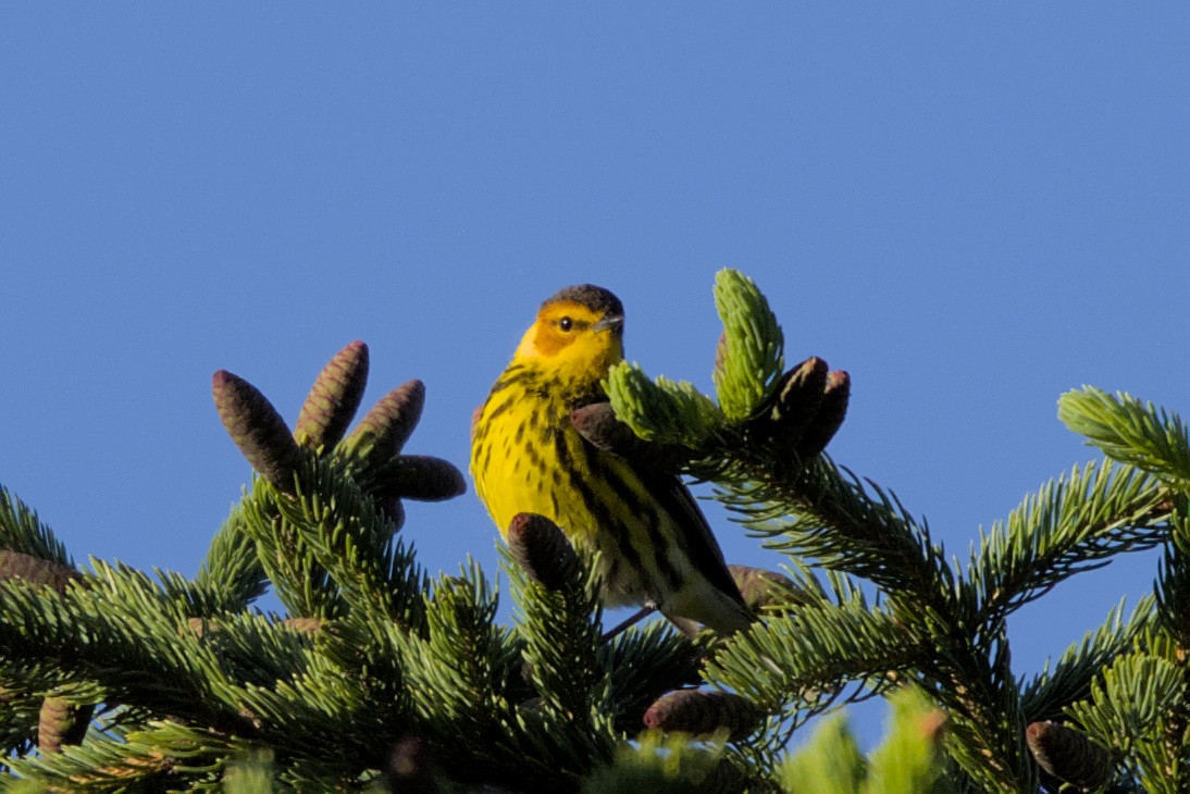 Cape May Warbler - ML618967233