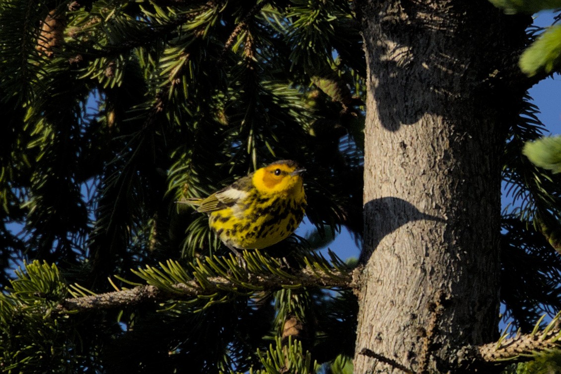 Cape May Warbler - Clayton Fitzgerald
