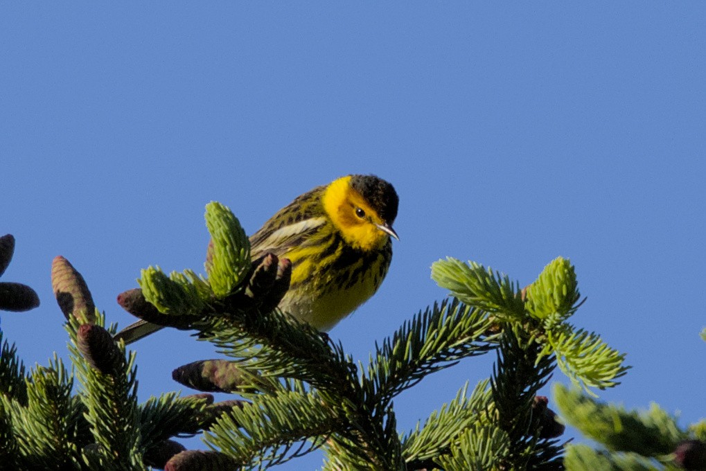 Cape May Warbler - ML618967235