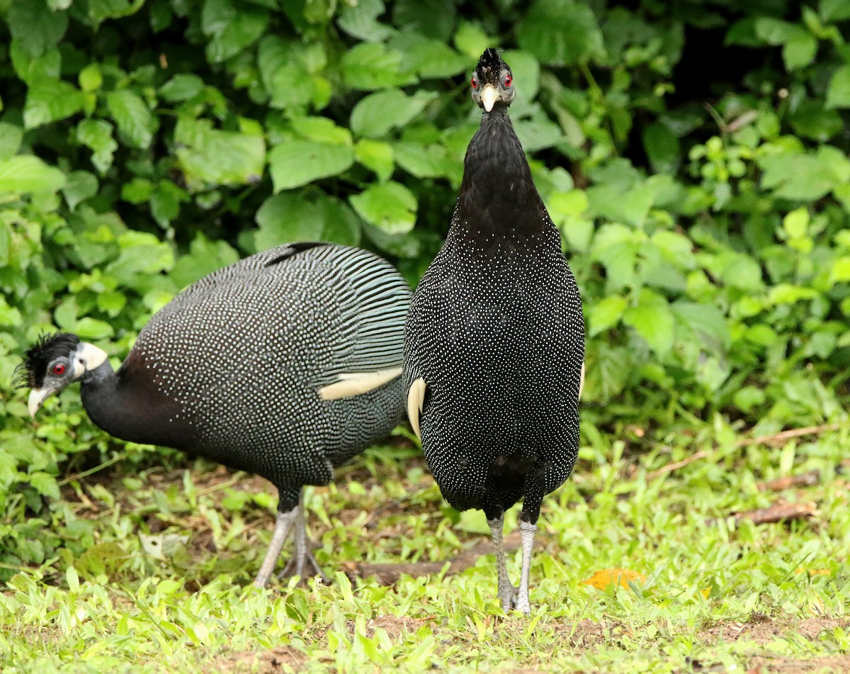 Southern Crested Guineafowl - ML618967237