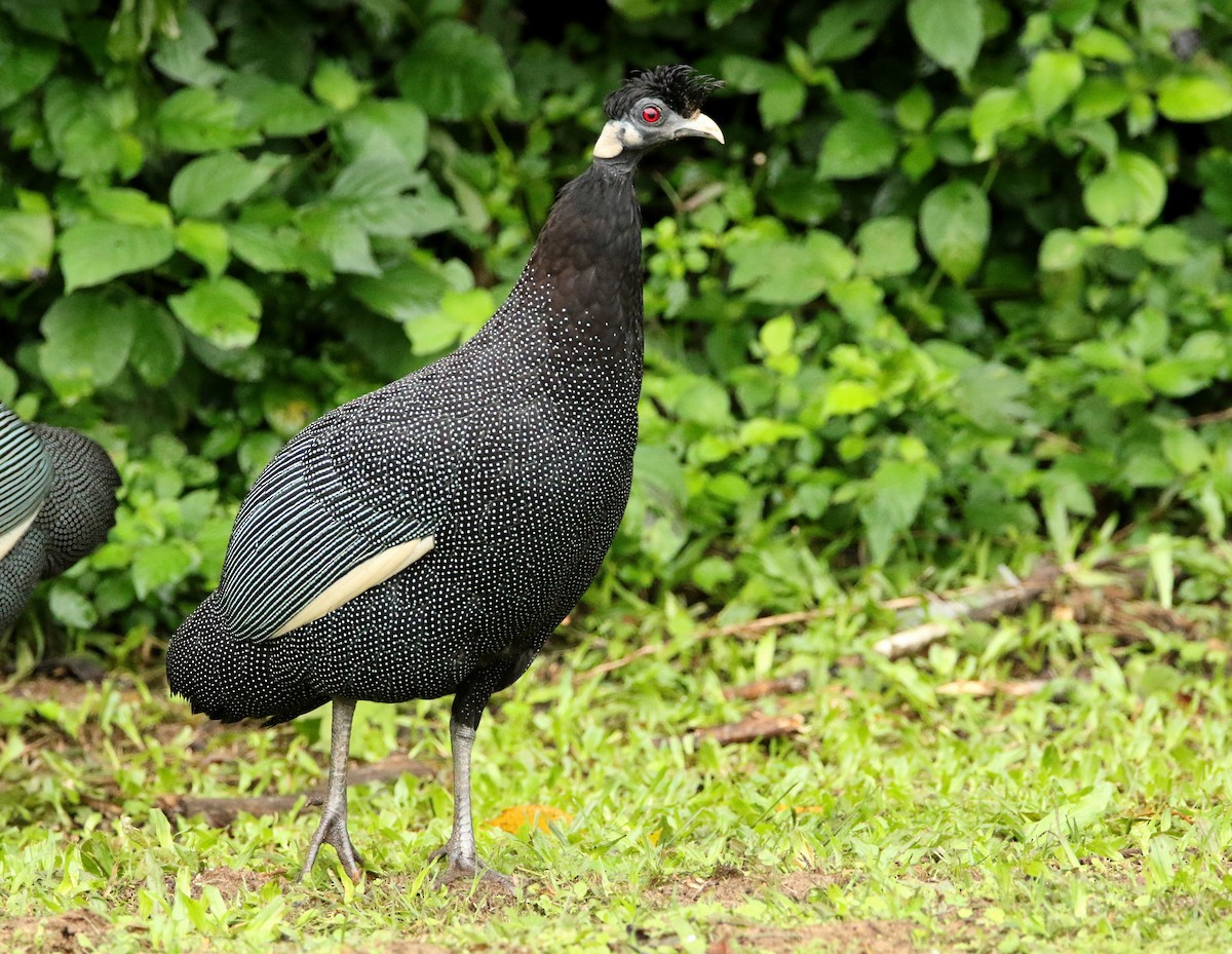 Southern Crested Guineafowl - ML618967238
