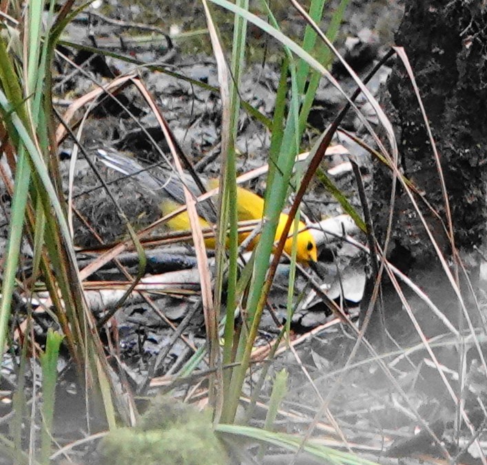 Prothonotary Warbler - Dennis Forsythe