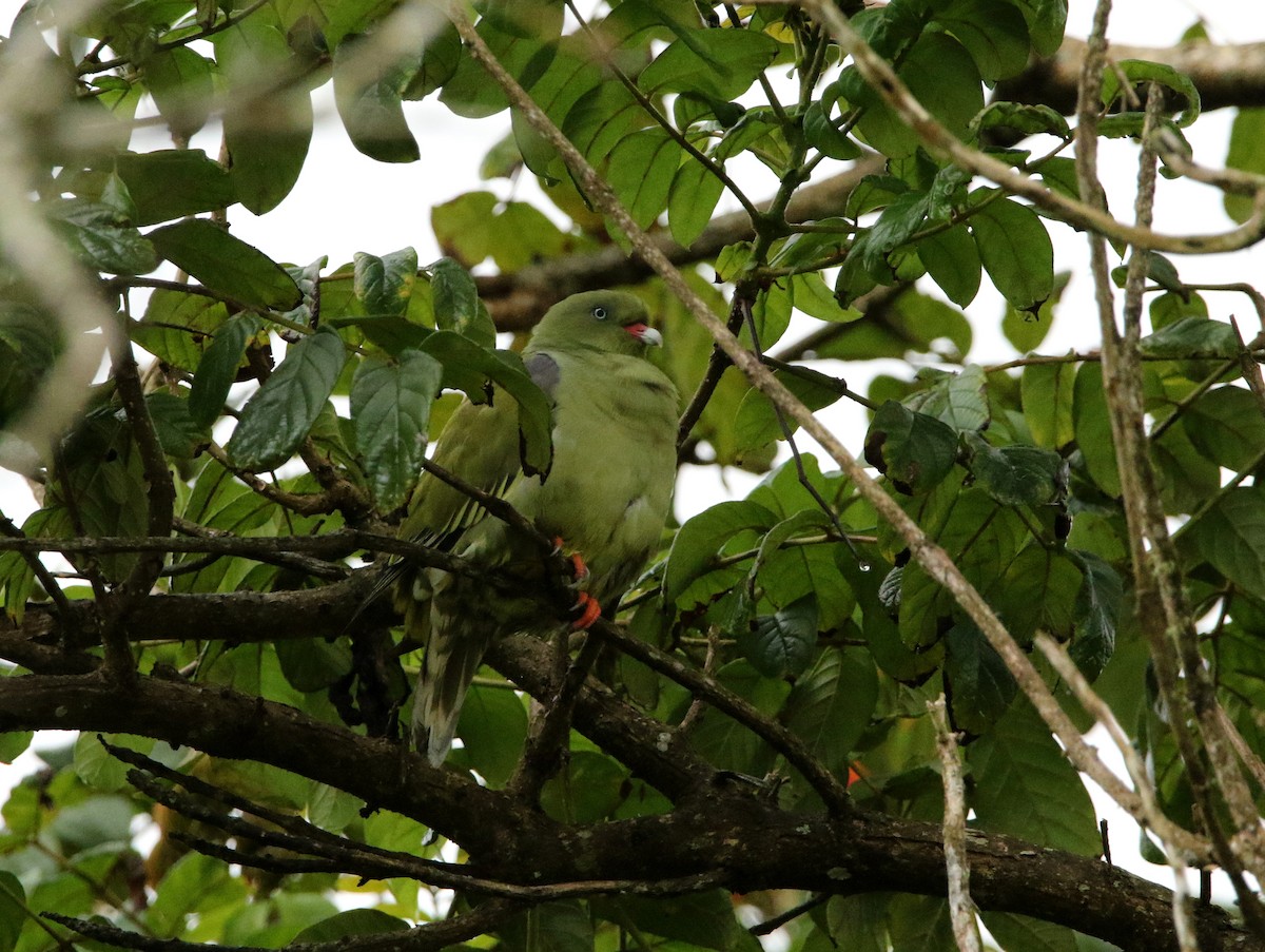 African Green-Pigeon - ML618967274