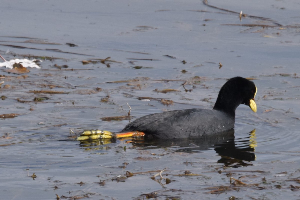 Red-gartered Coot - ML618967276