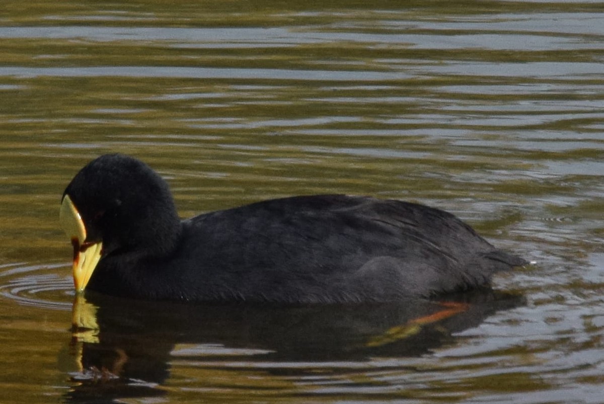 Red-gartered Coot - ML618967277
