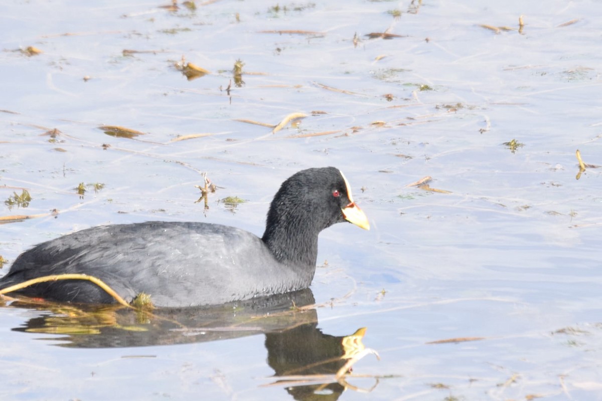 Red-gartered Coot - ML618967278