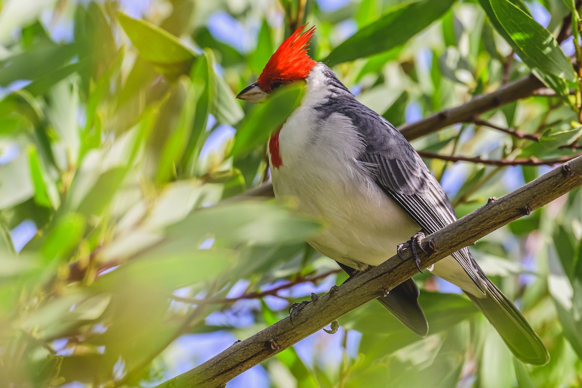 Red-crested Cardinal - ML618967282