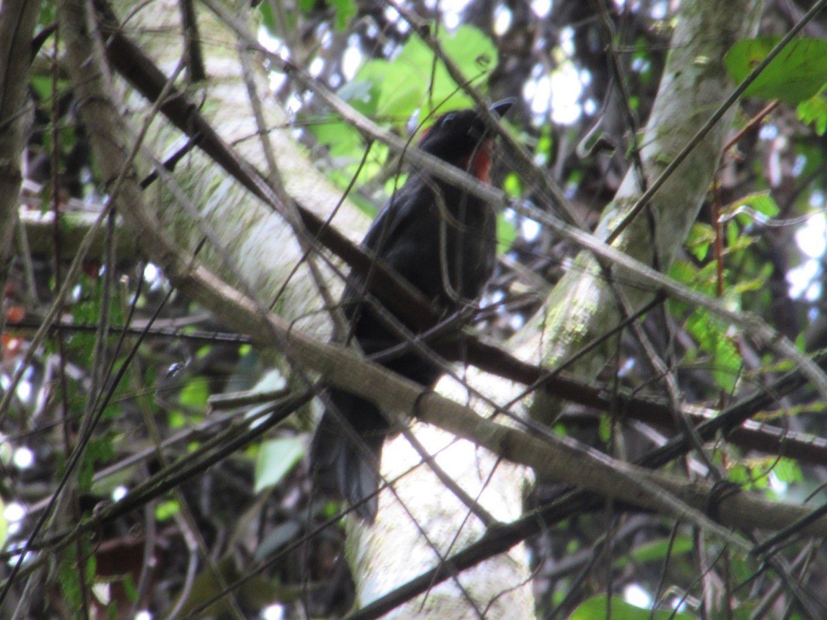 Sooty Ant-Tanager - ML618967334