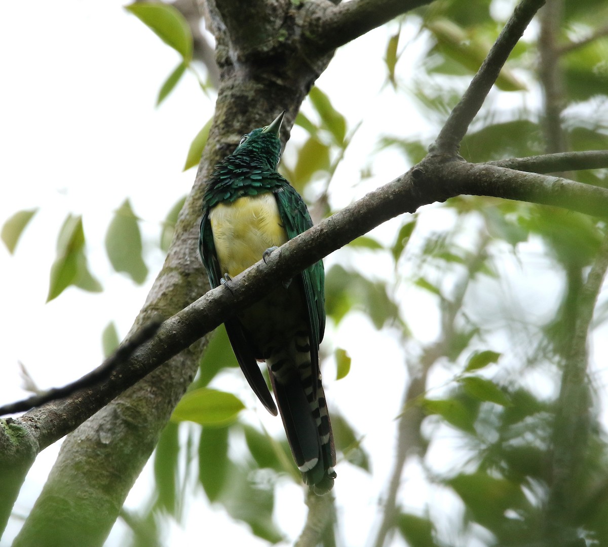 African Emerald Cuckoo - ML618967363