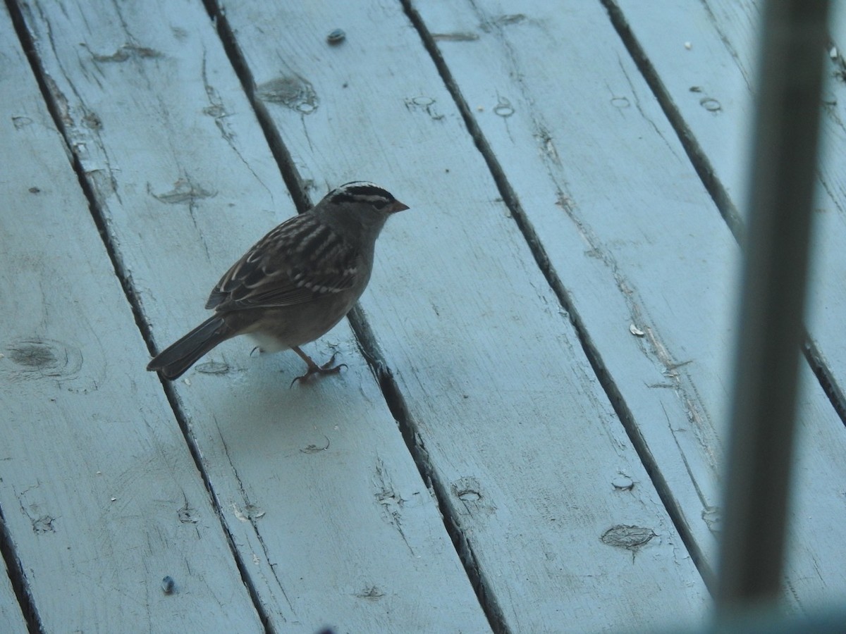 White-crowned Sparrow - Beatrix Kohlhaas
