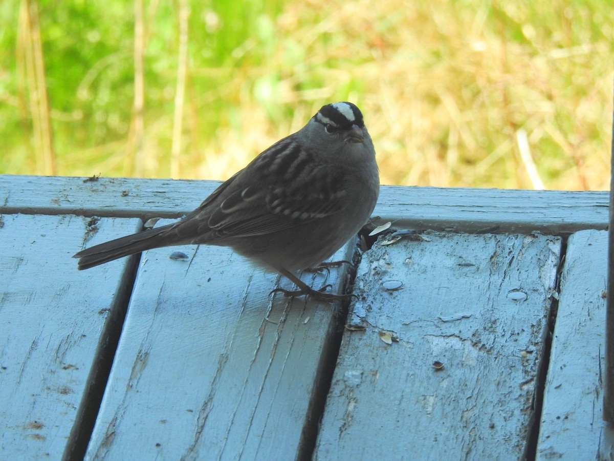 White-crowned Sparrow - ML618967380