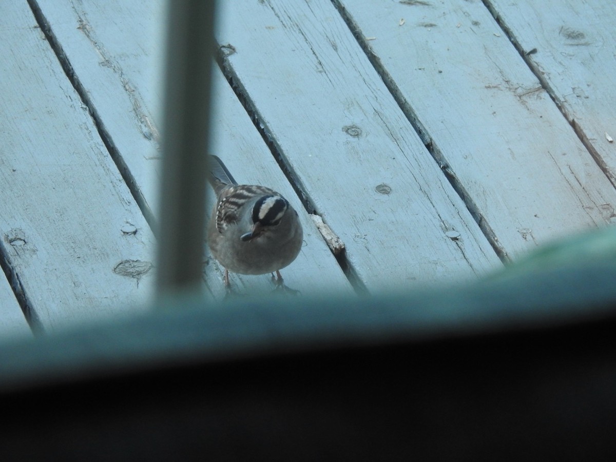 White-crowned Sparrow - Beatrix Kohlhaas