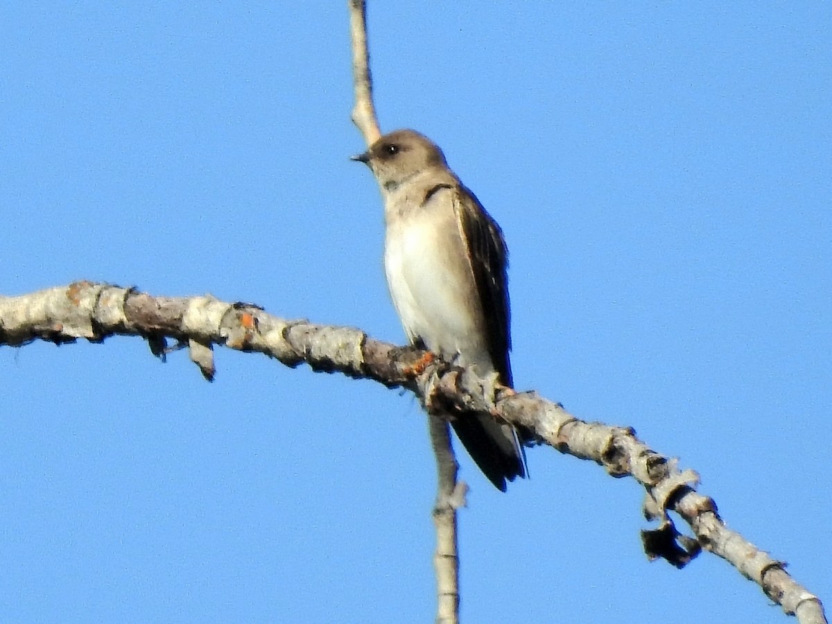 Northern Rough-winged Swallow - Jayme Gale