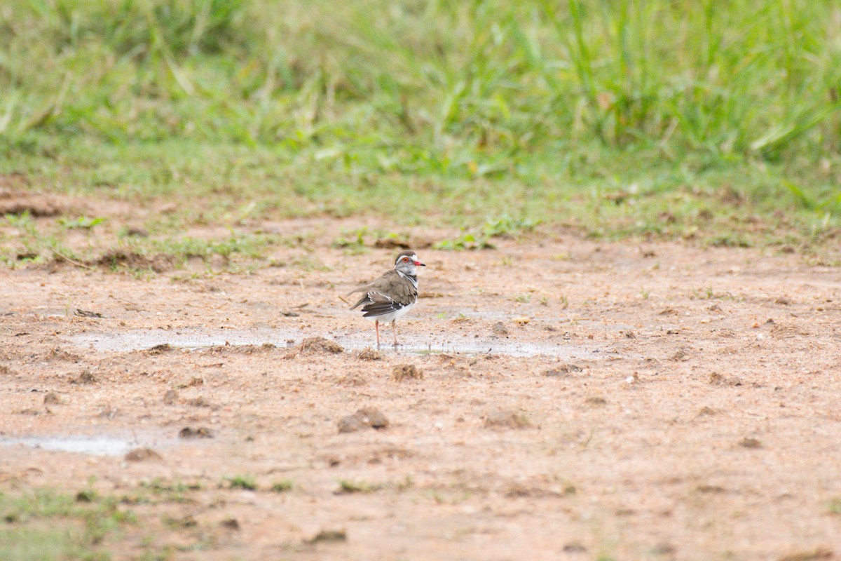 Three-banded Plover - ML618967404