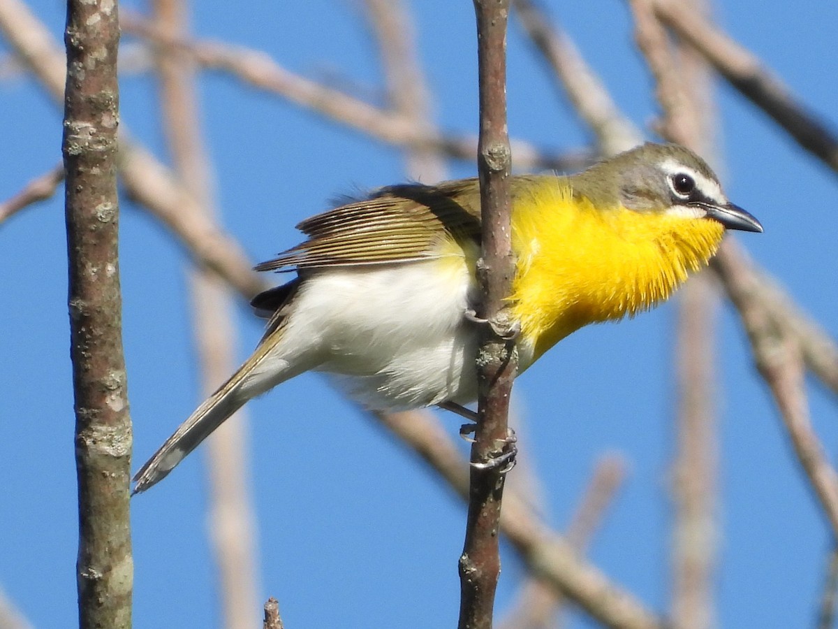 Yellow-breasted Chat - Mike Thelen