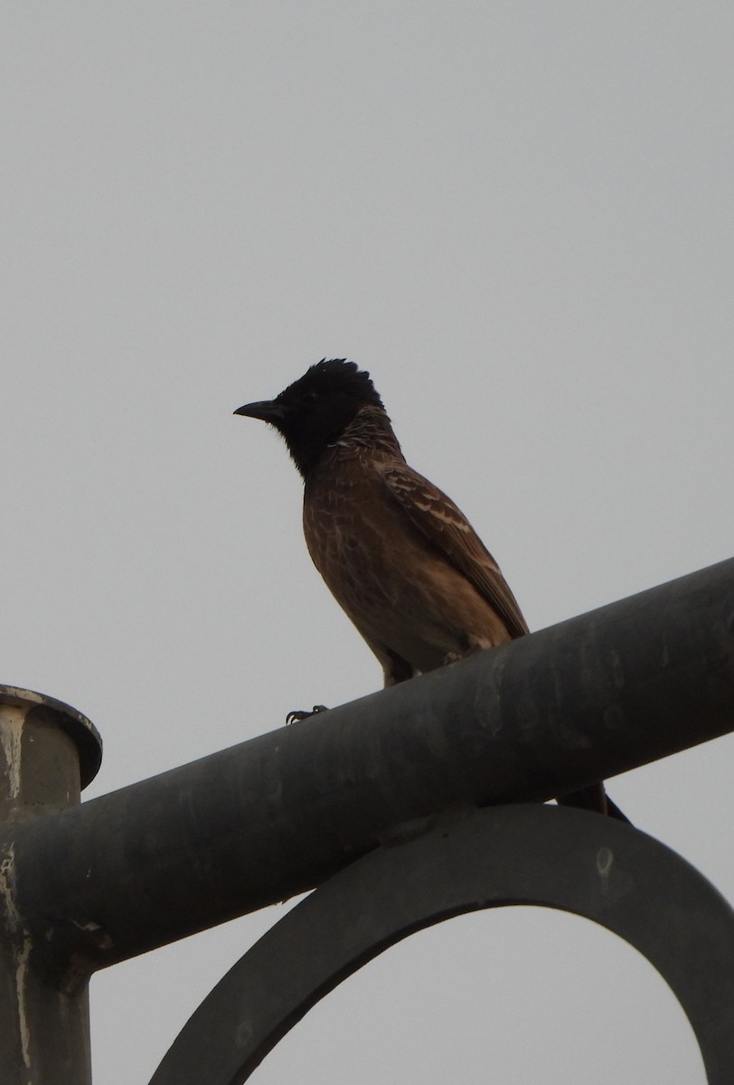 Red-vented Bulbul - ML618967433