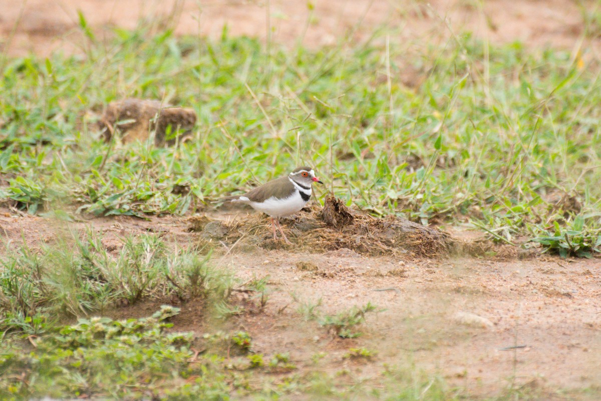 Three-banded Plover - ML618967437