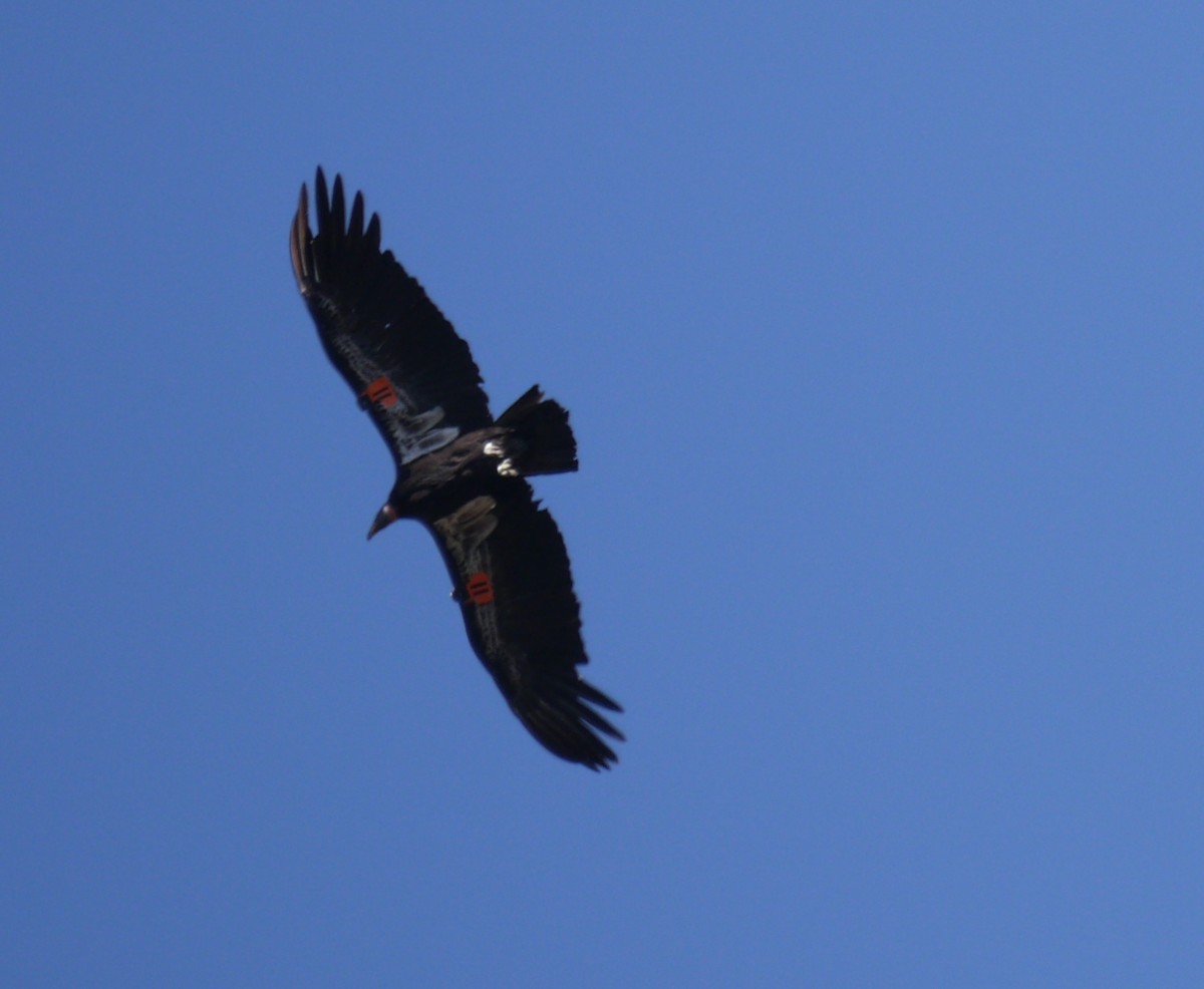 Condor de Californie - ML618967444