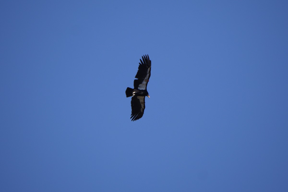 Condor de Californie - ML618967445