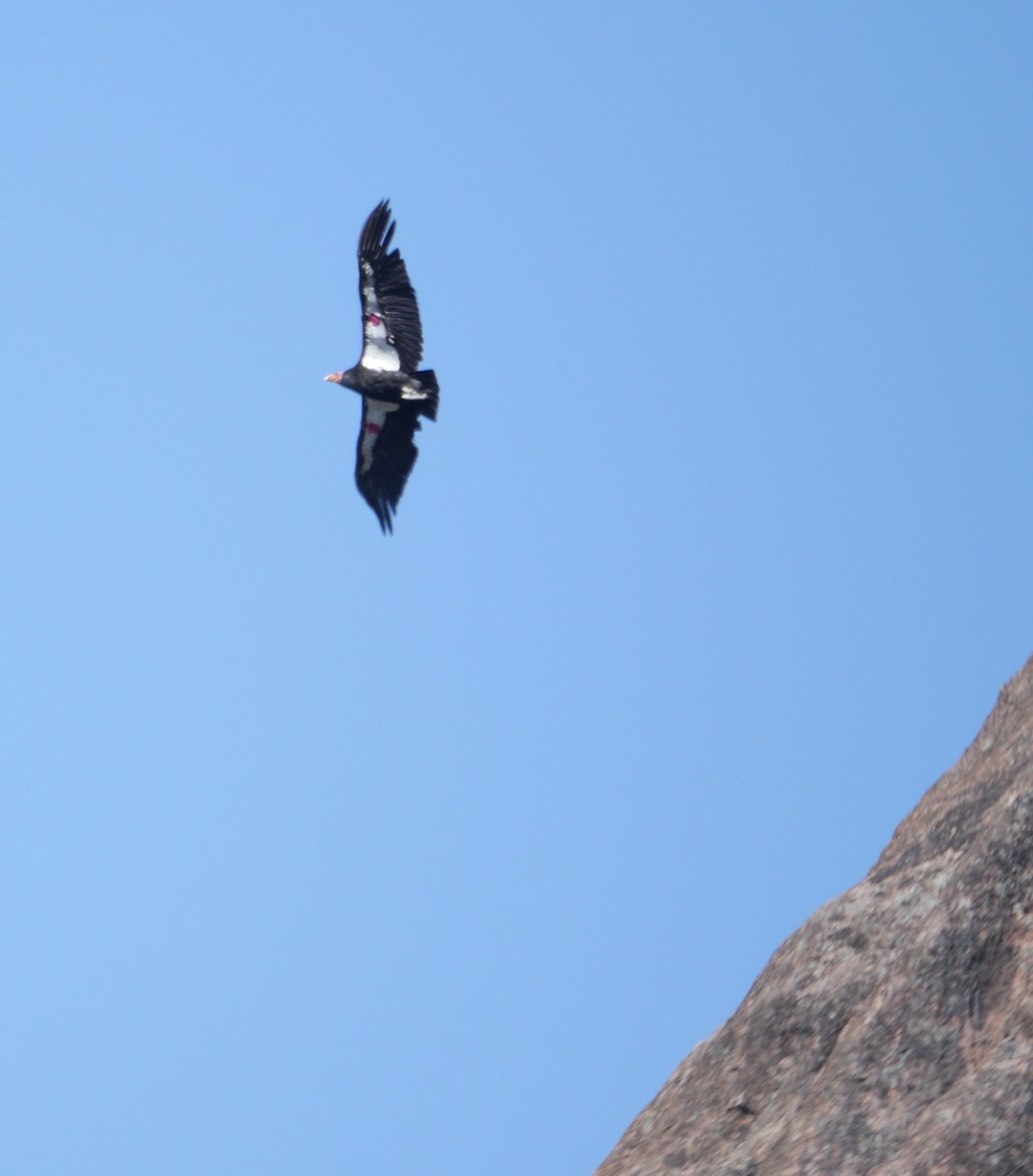 Condor de Californie - ML618967446